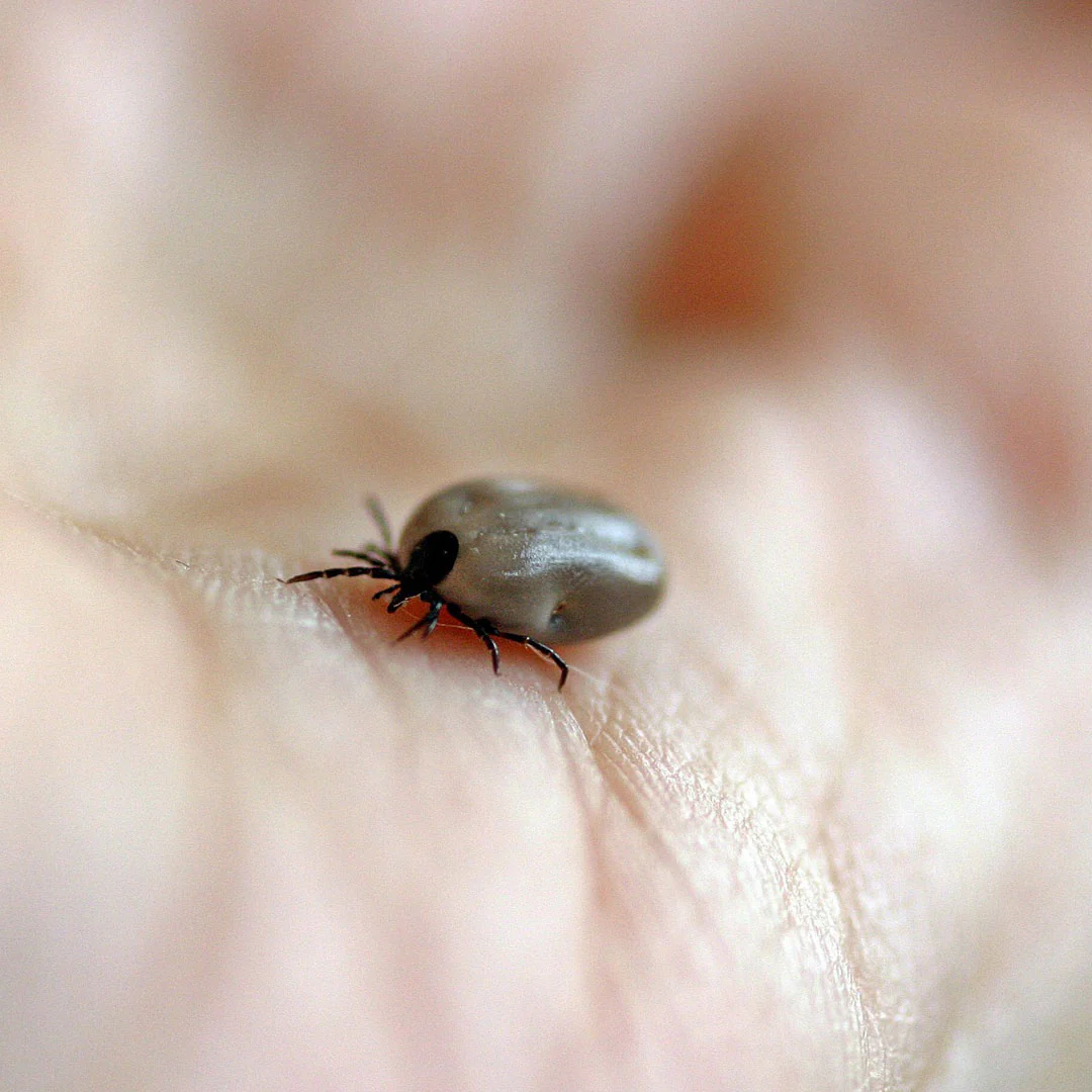 Care Plus Mini Tick Removal Tool - Image 4