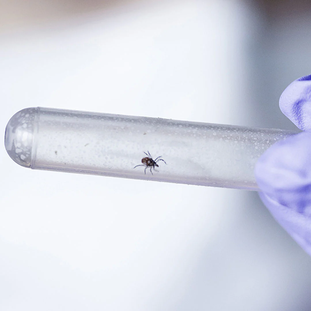 Pyramid Lyme Disease Tick Test - Image 3