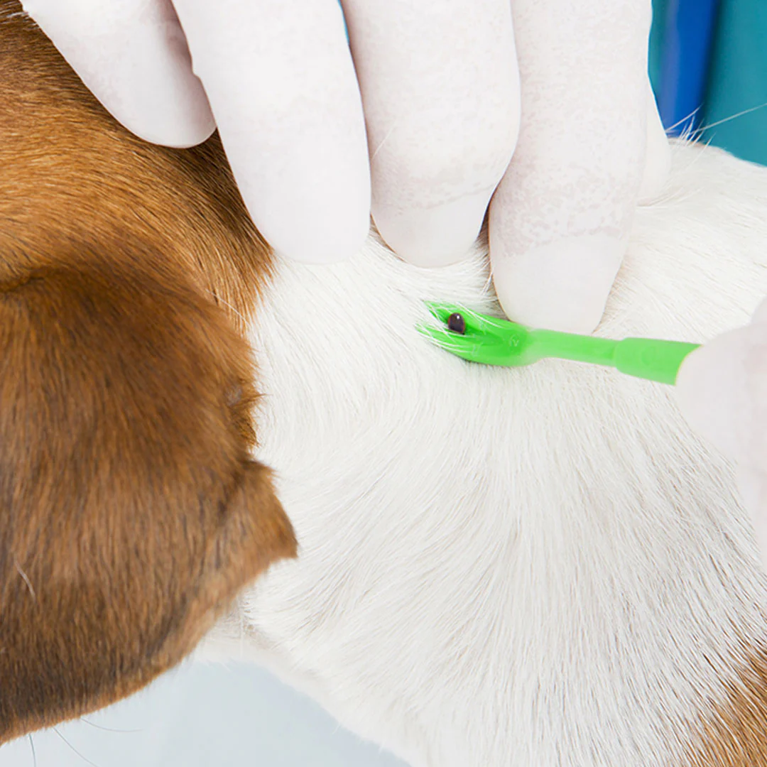Pyramid Lyme Disease Tick Test - Image 4